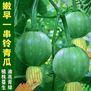 Early Mature Tender Pumpkin Seeds New Varieties High Yield A String of Bells Small Pumpkin Seeds Balcony Potted Vegetable Seeds Domestic