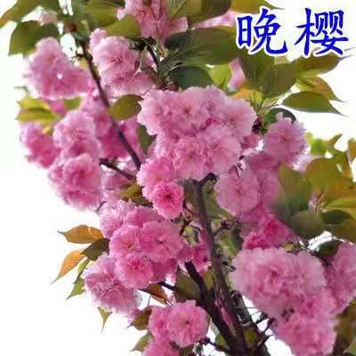 一件代发樱花树苗日本樱花苗晚樱当年开花嫁接好的园林植物风景树