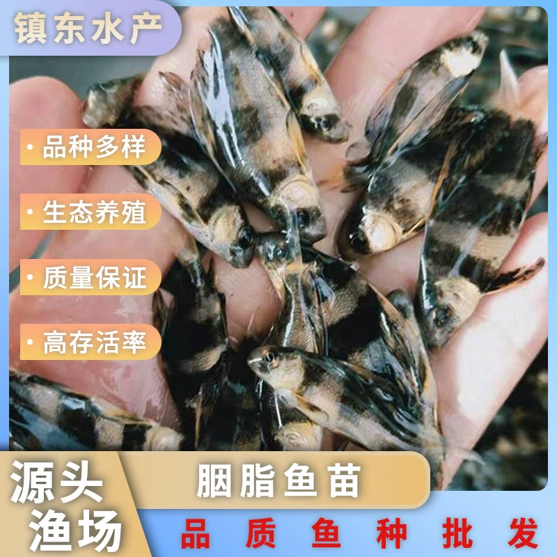 Пресноводное разведение румяной рыбки, плавное плавание, живая пресноводная рыба, холодная вода, декоративная рыбка, оптовые производители на складе