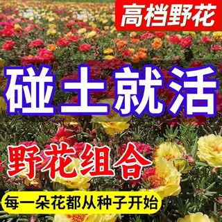 格桑花種種子ペルシャ菊太陽花種孤独野花組み合わせ芝生四季種まき開花種|undefined