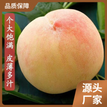 无锡水蜜桃礼盒装甜桃子新鲜水果现摘湖景白凤软桃
