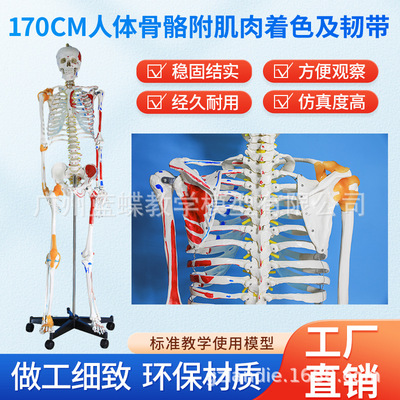 teaching 170CM whole body human body Skeleton Model muscle Ligament Pelvis yoga joint structure skeleton