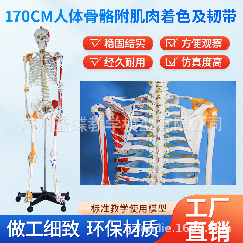 ��ѧ170CMȫ���������ģ�͸������ʹ������٤�ؽڿɲ�ṹ�Ǽ�