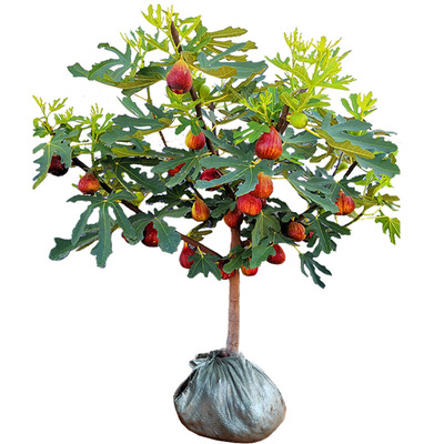 无花果树果苗盆栽地栽室内种植当年结果特大果树苗南北方无花果苗|ru