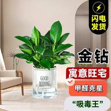�K������ԾG�}�j����ֲ���҃Ȼ�ˮ��Gֲ������B�lؔ��������ȩ