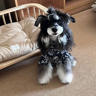 Dog Shirt Handsome Dark Wind Spring and Summer New Xenarisi Highland Same Style Small and Medium Pet Shirt Clothes