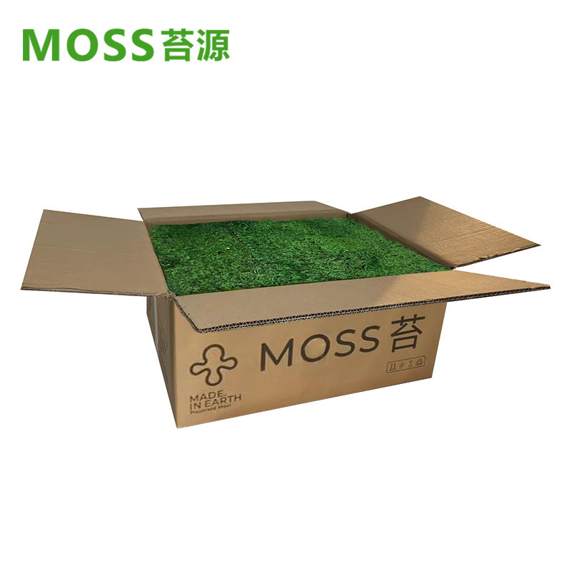 Musgo inmortal pelo blanco musgo gris grande planta verde pared flor seca Fondo pared planta pared musgo fuente