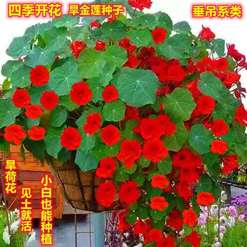 Многолетние четыре сезона Импортные цветы в горшке Сухие семена лотоса Парящие птицы Сухие семена лотоса Легко расти Восхождение Виноград Висячие