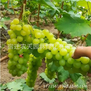 �ڰ�����Ħ���߶������������������{��ʯ���ј����ձ��������ј�