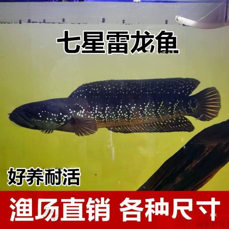 Смотрят семь звёзд рыба, радужная молния, холодная вода, прудовая рыба, свирепая декоративная каракатица кои, золотая рыбка, оптом, прямая продажа