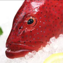 深海東星斑鮮活速凍紅石斑魚龍膽海魚沒小刺肉嫩輔食整條