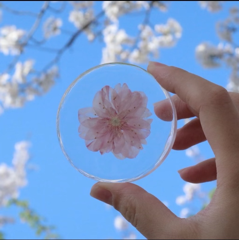 さくら限定｜エポキシ桜植物標本 永遠の花 ドライフラワー オーナメント ペンダント ギフト お土産 母|undefined