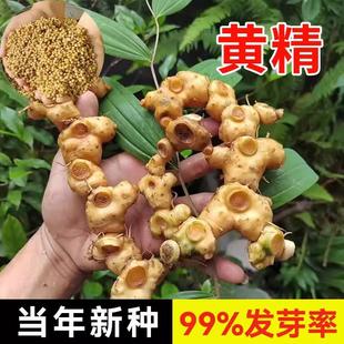 Authentic Medicinal Materials: Polygonatum Odoratum Seeds, Polygonatum Odoratum Multi-Flowered Tiger Ginger, Polygonatum Odoratum, Polygonatum Odoratum, Polygonatum Odoratum Seeds