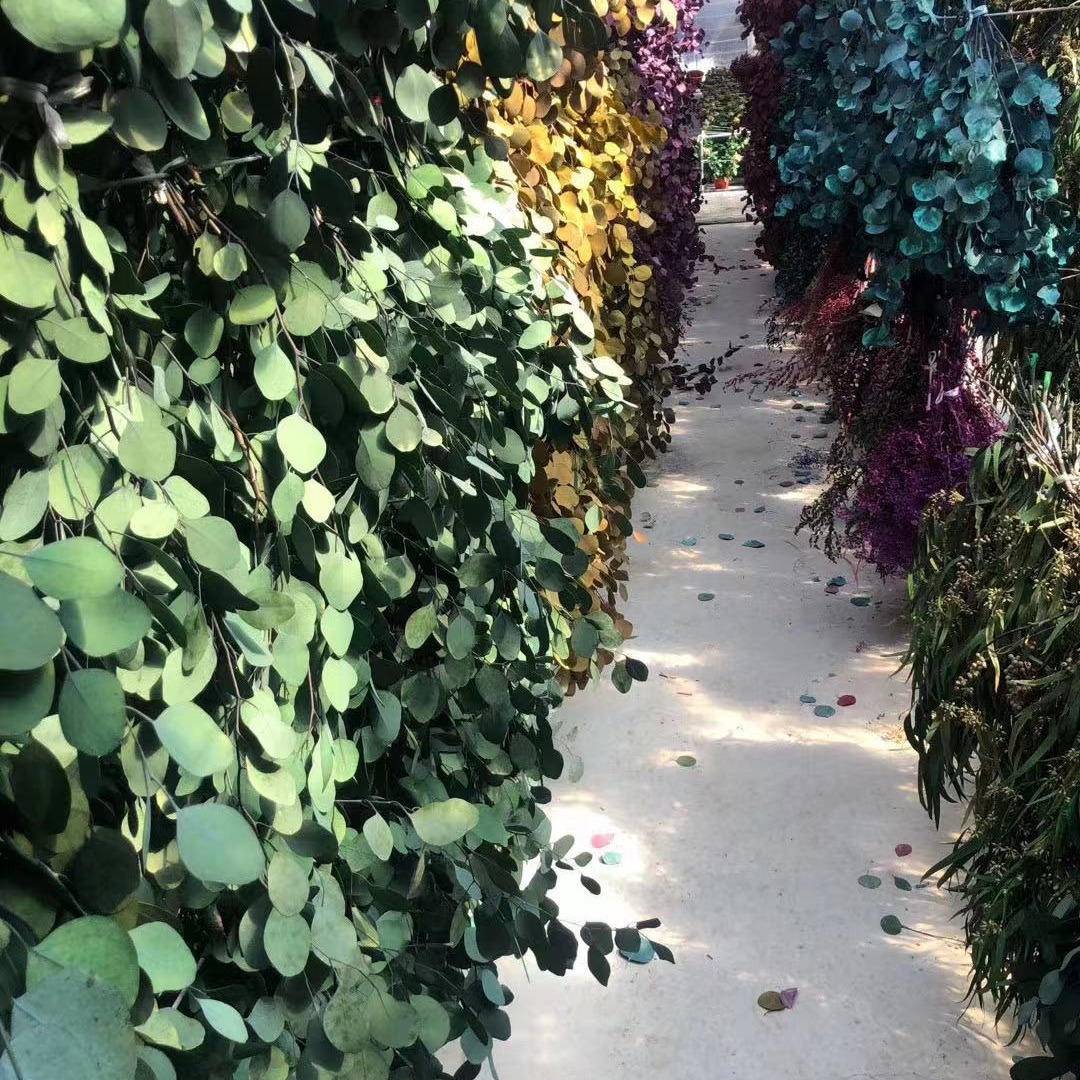 Eterno flor hoja de eucalipto eterno cobre moneda hoja de eucalipto hoja fina eucalipto manzana hoja de eucalipto hoja de mijo eterno mijo fruta