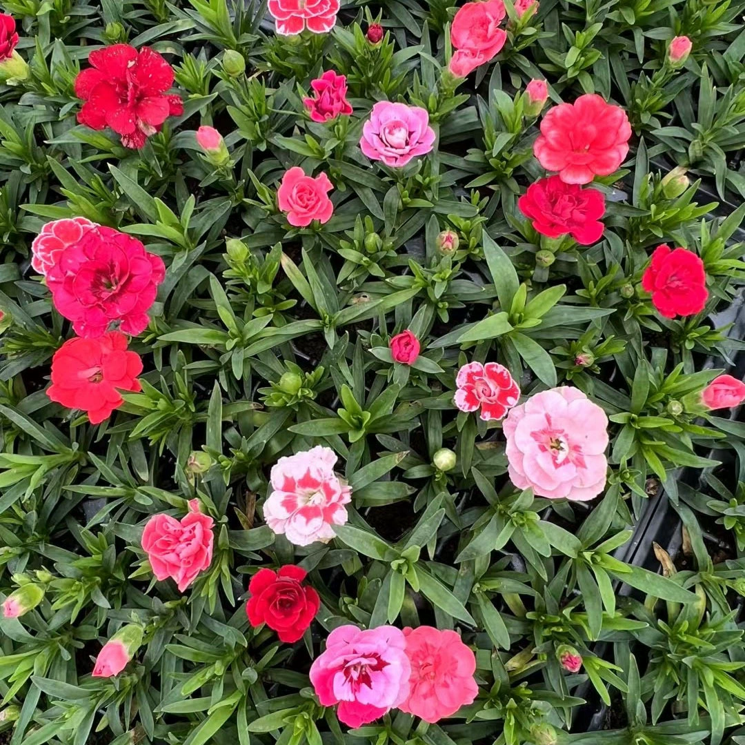 Цветы в горшках с гвоздиками, цветы во дворе, морской пейзаж, зеленые растения, четырехсезонные цветущие гвоздики, разноцветные рассада цветов