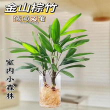 旺鑫金山棕竹盆栽水培绿植物小叶米竹室内客厅大型旺宅富贵竹