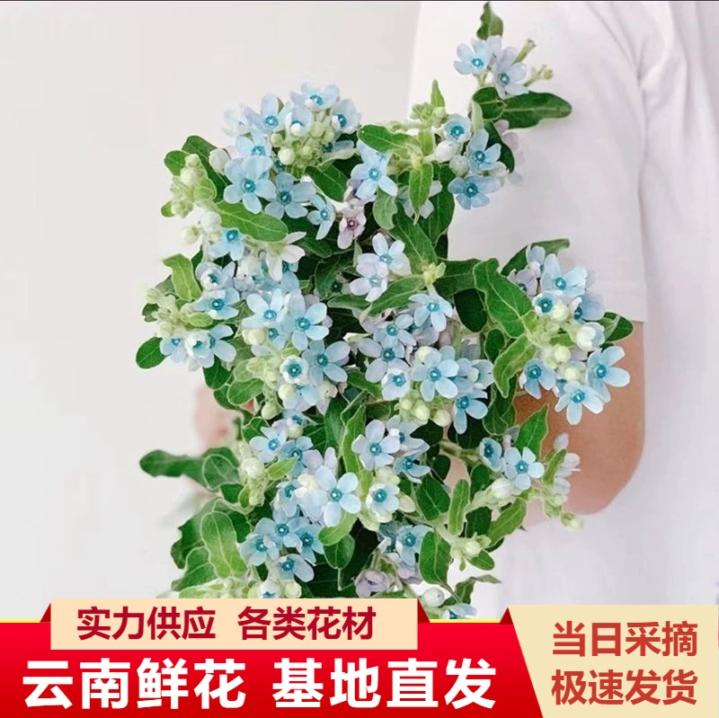 Синие цветы «звездочка» прямой поставки из Куньмина, провинция Юньнань, свежесрезанные цветы оптом, композиции из розовых цветов «звездочка», букеты и цветочные композиции для свадеб.