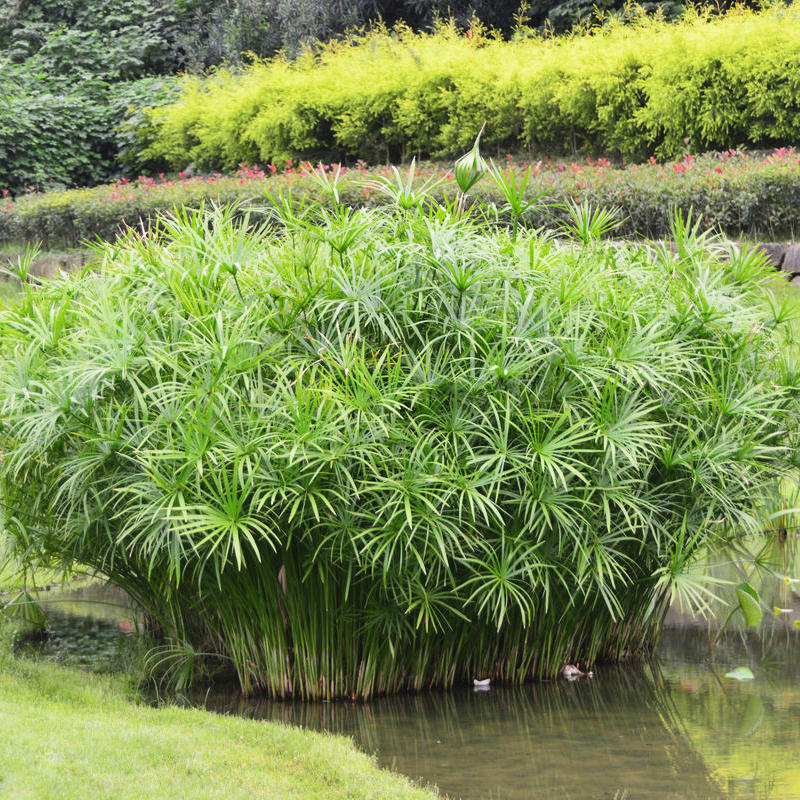 Aquatic Plants, Water Bamboo, Fish Pond, Waterway Greening, Windmill Grass, Aquatic Plant Seedlings, Water-Grown Flowers, Green Plants, Garden, Umbrella Grass Seedlings Aquatic Plants, Water Bamboo, Fish Pond, Waterway Greening, Windmill Grass, Aquatic Plant Seedlings, Water-Grown Flowers, Green Plants, Garden, Umbrella Grass Seedlings