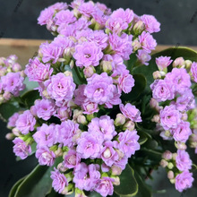 ÷˹Lۻذ󻨻ļ_ϡƷNԆΰLۻ