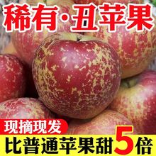 新疆阿克蘇冰糖心蘋果新鮮水果當季紅富士丑蘋果批發
