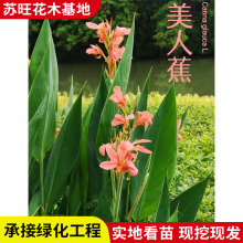 ����ˮ��ֲ�����˽����o��ؾG���t�����˽� ˮ�����˽��N�����