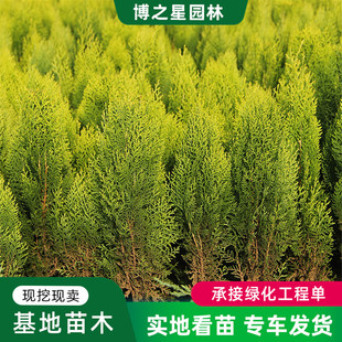Sprinkled Gold Cypress, Yellow-Headed Cypress, Round Cypress, Courtyard Walkway Ornamental Shrub, Color Block, Hedge Plant, Potted Flower, Evergreen All Year Round