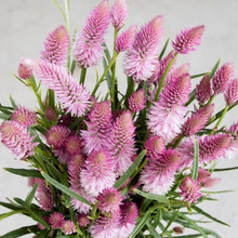 ٷNļ̨ͥԺԻܲռtu{ӴﲥN