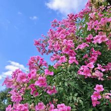 凌霄花16杯 倒挂金钟 五爪龙 庭院围墙观花爬藤植物 花境绿化苗木