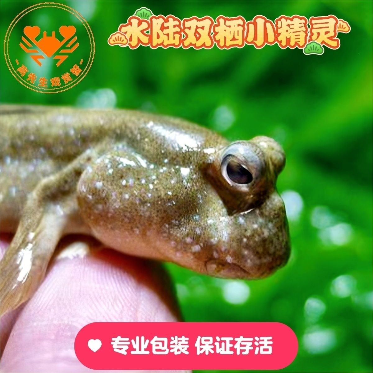 Canlı Akvarium Balıqları və Su Heyvanları Dəsti
