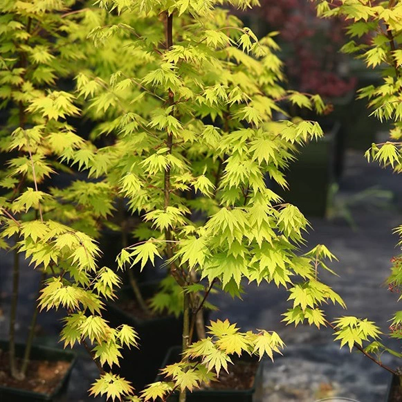 Джорданский японский клён, вертикальный, для улицы, простой в уходе, для балкона, открытого воздуха, в горшке, для внутреннего двора, для посадки в грунт.