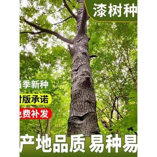 ���N��������ľ��Сľ��ɽ��ֲ��Ϲ���ӷN�����ωT�ψ@�־G��