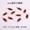 Little cockroach