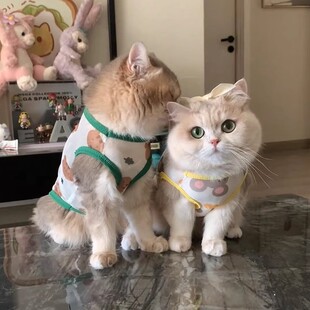 Cat Clothes Summer Anti-hair Thin Gold Gradual Muppet Kitten Short Kitten Pet Breathable Cool Vest