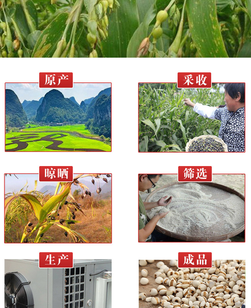 Coix Seed (Coix lacryma-jobi) — Roasted Puffed Yi Mi Ren, 500g Loose Food Herb specifications