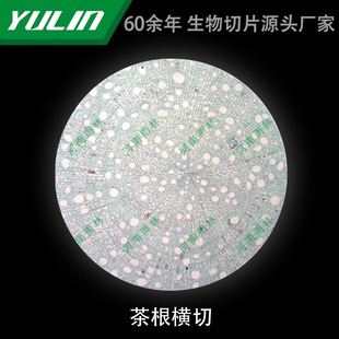 Tea Root Cross-cut Microbial Specimen Microscope Biological Slice High School Teaching Experimental Instrument Scientific Research Slide