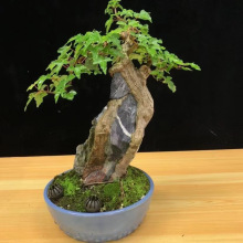 附石榆树灵芝榆 附石唐枫三角枫 附石石榴其他通用