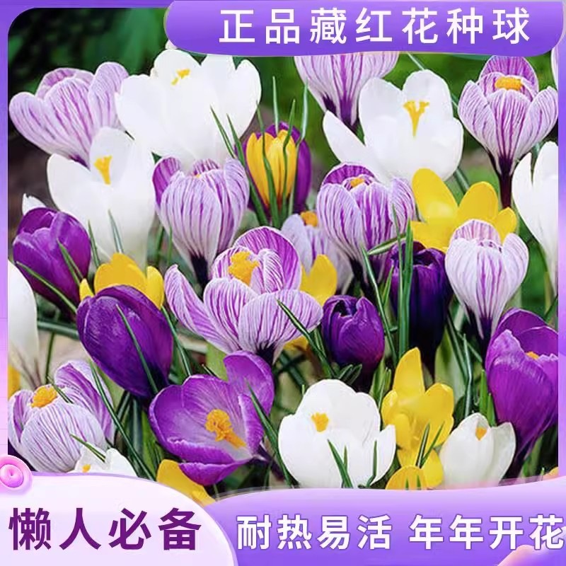 四季种植开花藏红花种球番红花盆栽地载耐寒花卉室内好看精品耐热