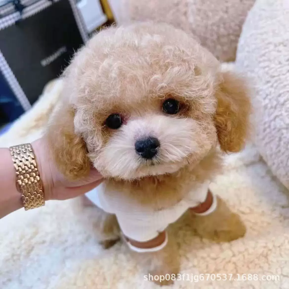 泰迪狗活体狗狗出售泰迪犬活狗纯种狗狗幼犬玩赏犬茶杯犬宠物幼崽