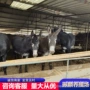 北方养殖适合品种肉驴