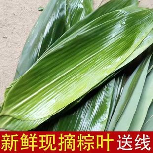Zongzi Leaves Extra Large Wide Fresh Rice Dumplings Household Freshly Picked Dry Rice Dumplings Vacuum Packaging Large Rice Dumplings Independent Station Delivery