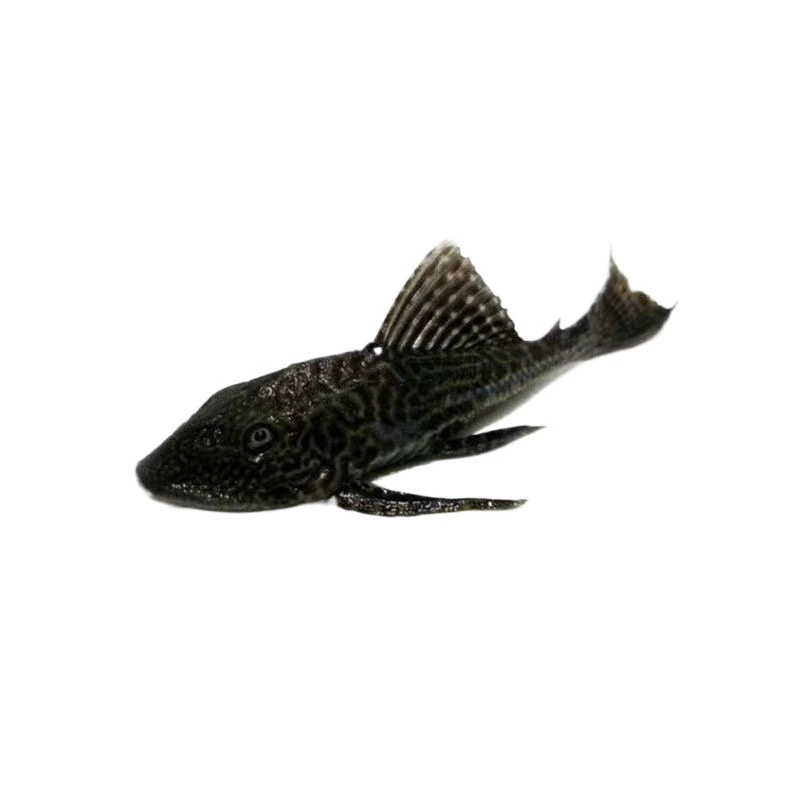 Где‑то очищающие рыбы-кильки для аквариума Pleco — рыбки-поглотители с присасывающим ртом, живые декоративные, размеры 3–9 см, один или мультиупаковка