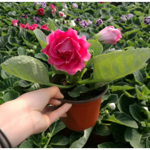 ��ĸ�H�����ذ����ͩ���Ի����L�ۻ����Fܽ�ػ����^��ֲ����l