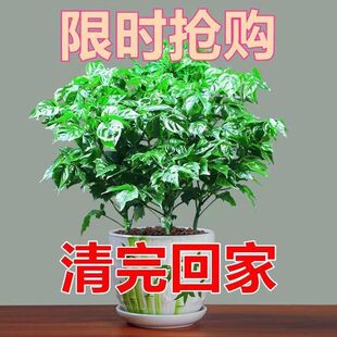 ��Ʒ��}�լ�Ҹ�������ƽ����ԭ��ԭ���lؔ���҃ȾGֲ����ȩ�Ҿ�