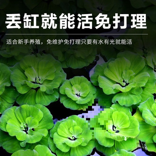 ��Ƽˮ��ֲ���~���쾰ð��ˮ��һ�~ɏˮܽ��ˮ���J˯ɏ��ˮ��ˮ��