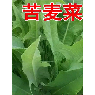 �����˷N�Ѵ��~�ļ����ݿ�����R���~ι�i�u���Z�ԵĲݿ��{�˷N��