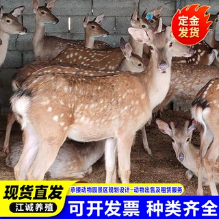 厂家出售活体梅花鹿幼崽 景区公园观赏萌宠网红鹿 支持视频挑选看
