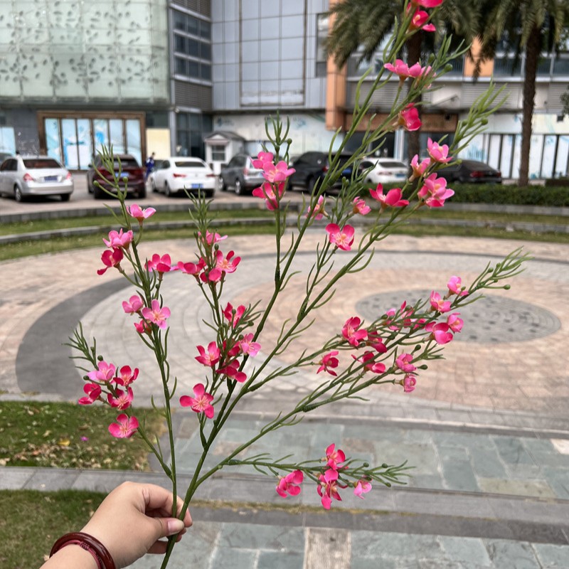 Plain ciruela Rosa Roja