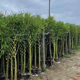 种子;其他园林植物;灌木