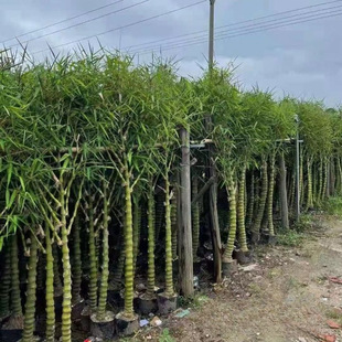 Base Wholesale Buddha Belly Bamboo Container Seedlings Origin Price Garden Greening Landscape Design Ornamental Bamboo Seedlings