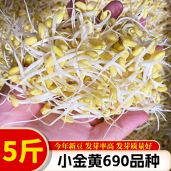新豆発もやし専用小大豆非遺伝子組換え690小金黄真珠粒発もやし納豆打豆乳